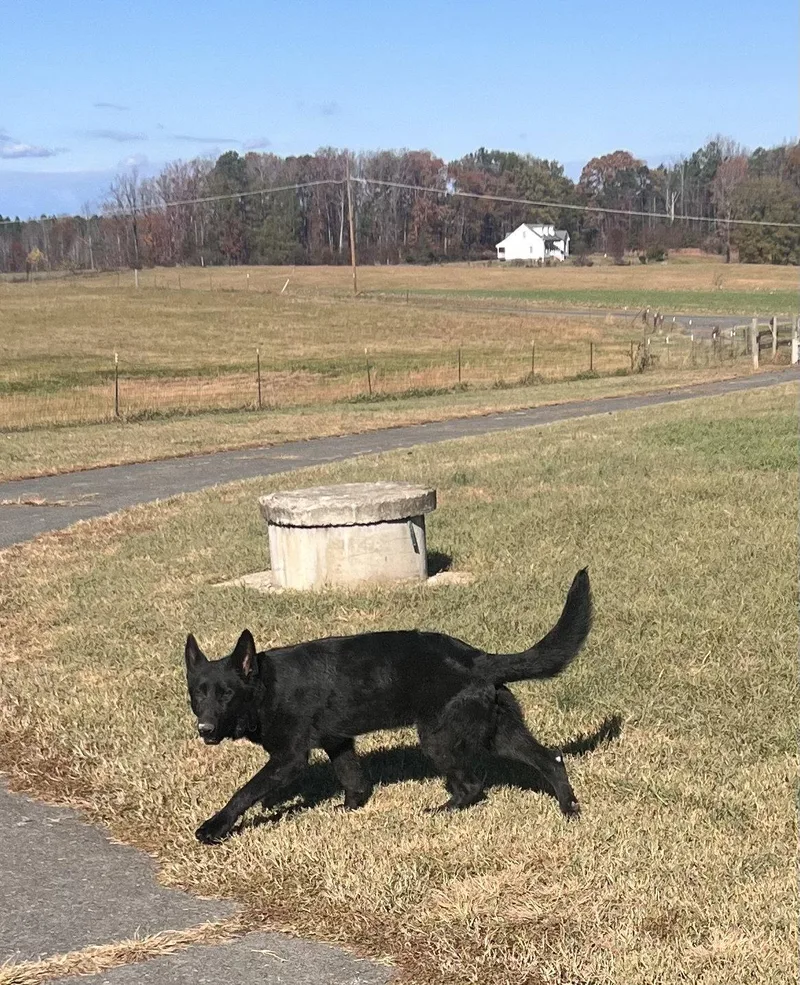 A young medium-sized male German Shepherd Dog dog named Prince for adoption in Centreville, VA