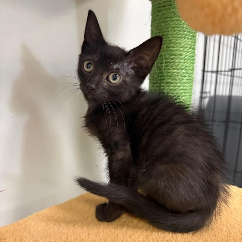 A baby small-sized male Black Domestic Short Hair cat named Relish for adoption in Houston, TX