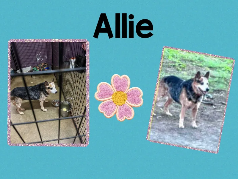 Allie thumbnail 2