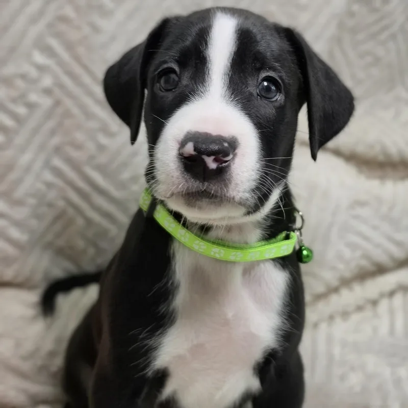 A baby medium-sized male Labrador Retriever dog named Kona for adoption in Cleveland, TX