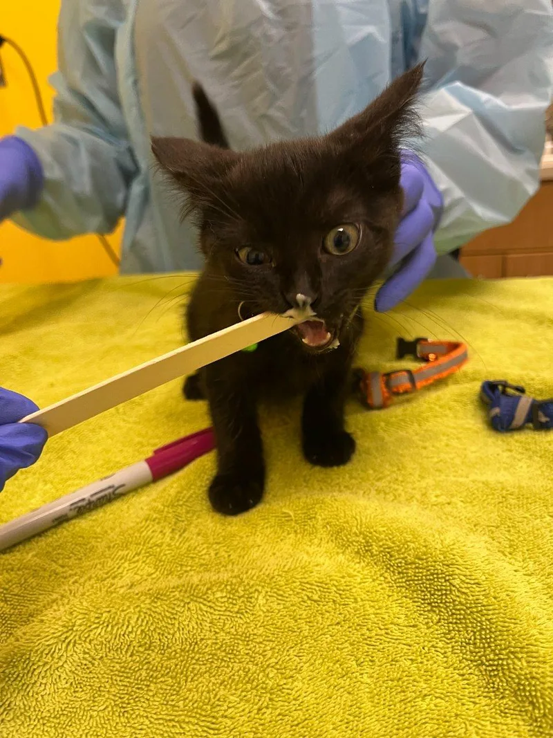 A baby small-sized female Black Domestic Short Hair cat named Rei for adoption in Raleigh, NC