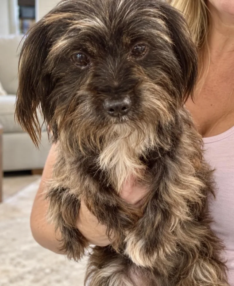 A young small-sized female Black Maltese dog named Gigi for adoption in Tifton, GA
