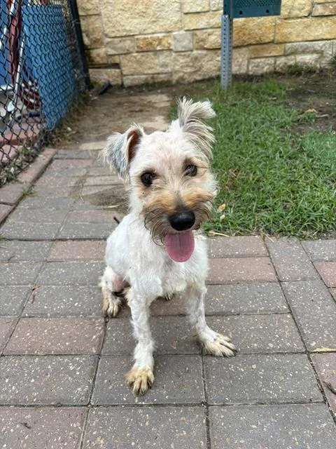 An adult small-sized male Poodle dog named Snow for adoption in Sugar Land, TX