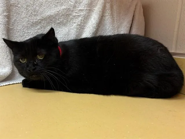 A senior medium-sized female Domestic Short Hair cat named Precious for adoption in Colorado Springs, CO