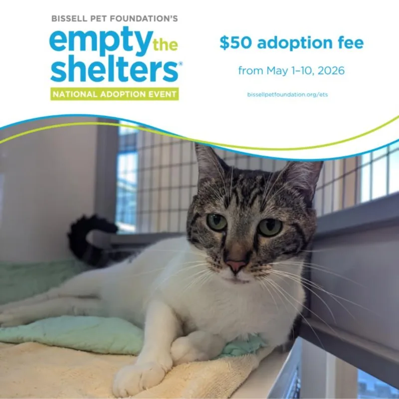 A young medium-sized female Domestic Short Hair cat named Berlin for adoption in Santa Cruz, CA