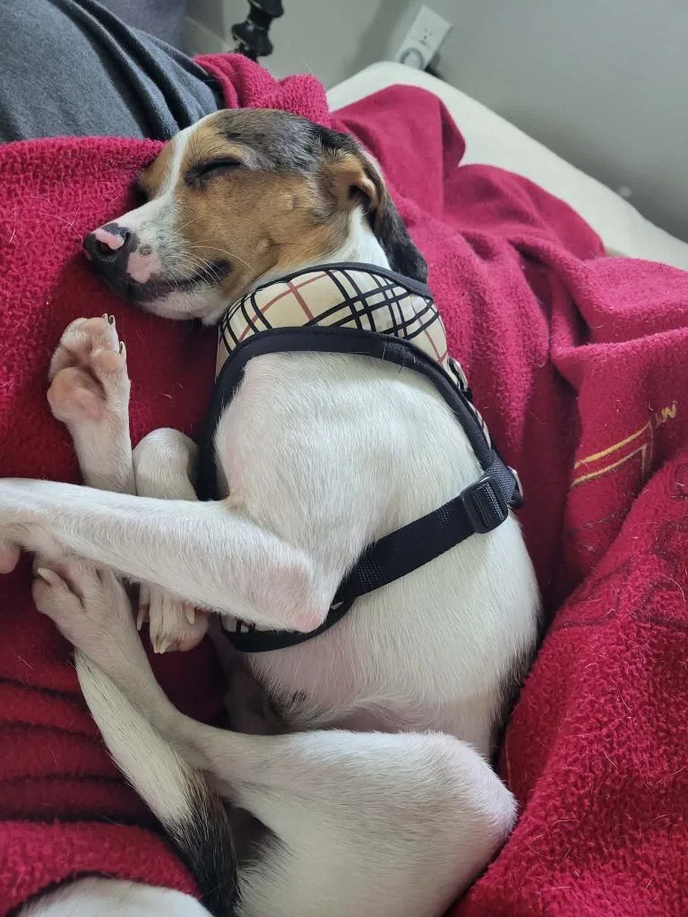 A young small-sized male Chihuahua dog named Blueberry for adoption in Urbandale, IA