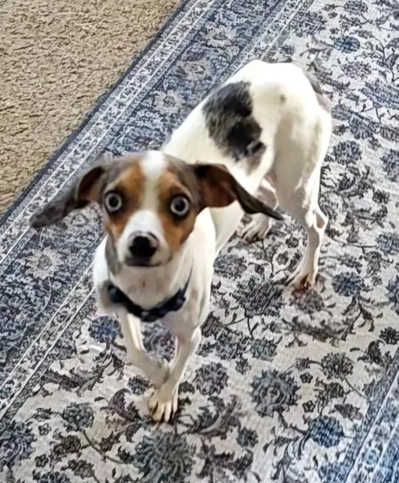 Blueberry thumbnail 2