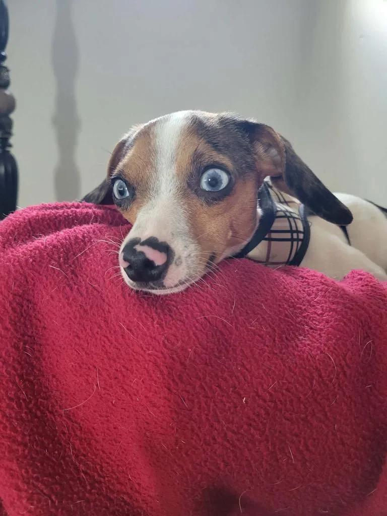 Blueberry thumbnail 3