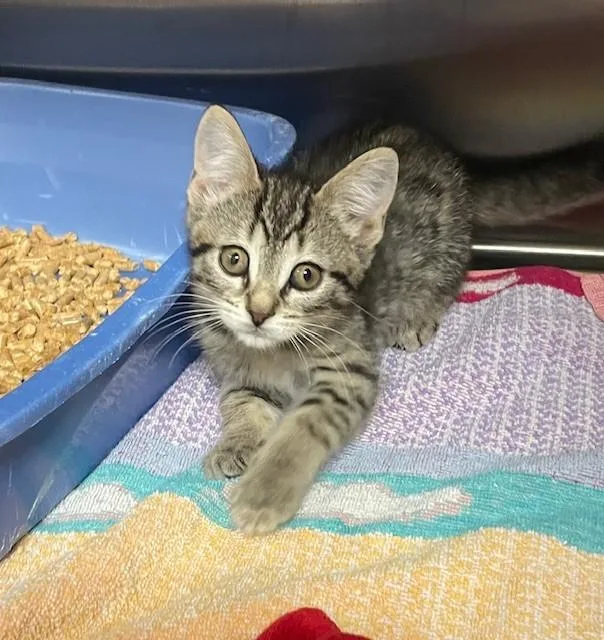 A young medium-sized female Tabby (Buff / Tan / Fawn) Domestic Short Hair cat named Chili for adoption in Prudenville, MI