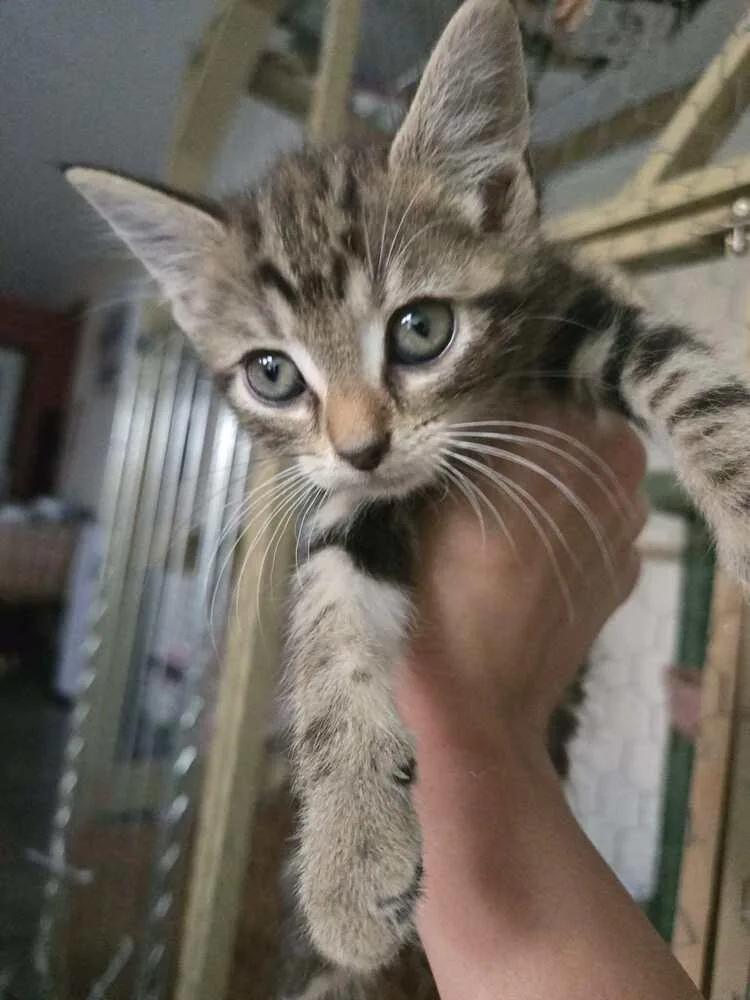 A baby small-sized female Domestic Short Hair cat named Pancake for adoption in Union Grove, WI