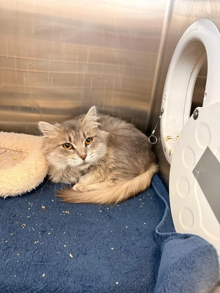 A young medium-sized female Domestic Medium Hair cat named Frannii for adoption in Heber City, UT