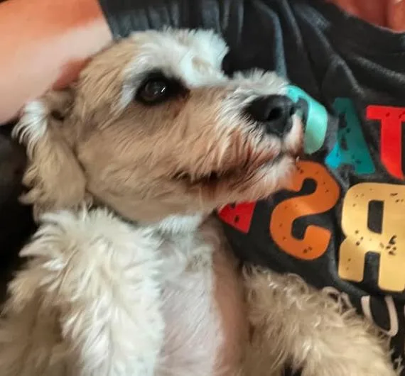 A senior small-sized male Schnauzer dog named Jax for adoption in Tucson, AZ