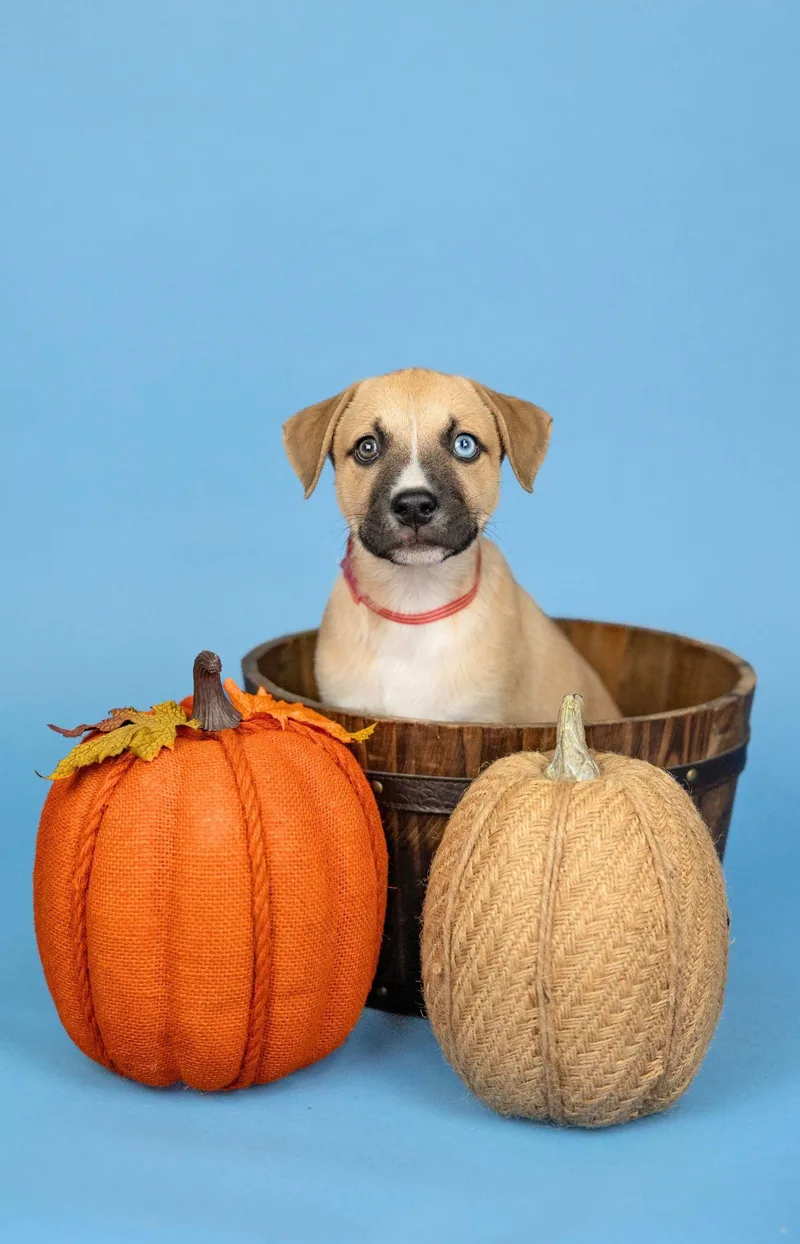 A baby medium-sized female Shepherd dog named 827-26 for adoption in Brighton, CO