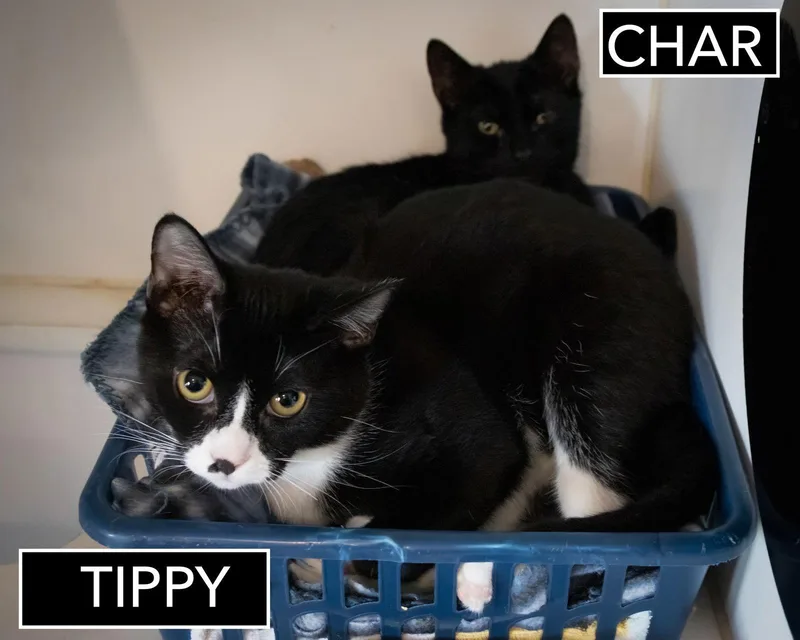 Char & Tippykc thumbnail 2