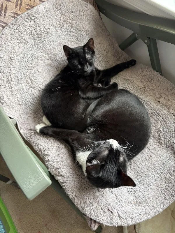 Char & Tippykc thumbnail 3