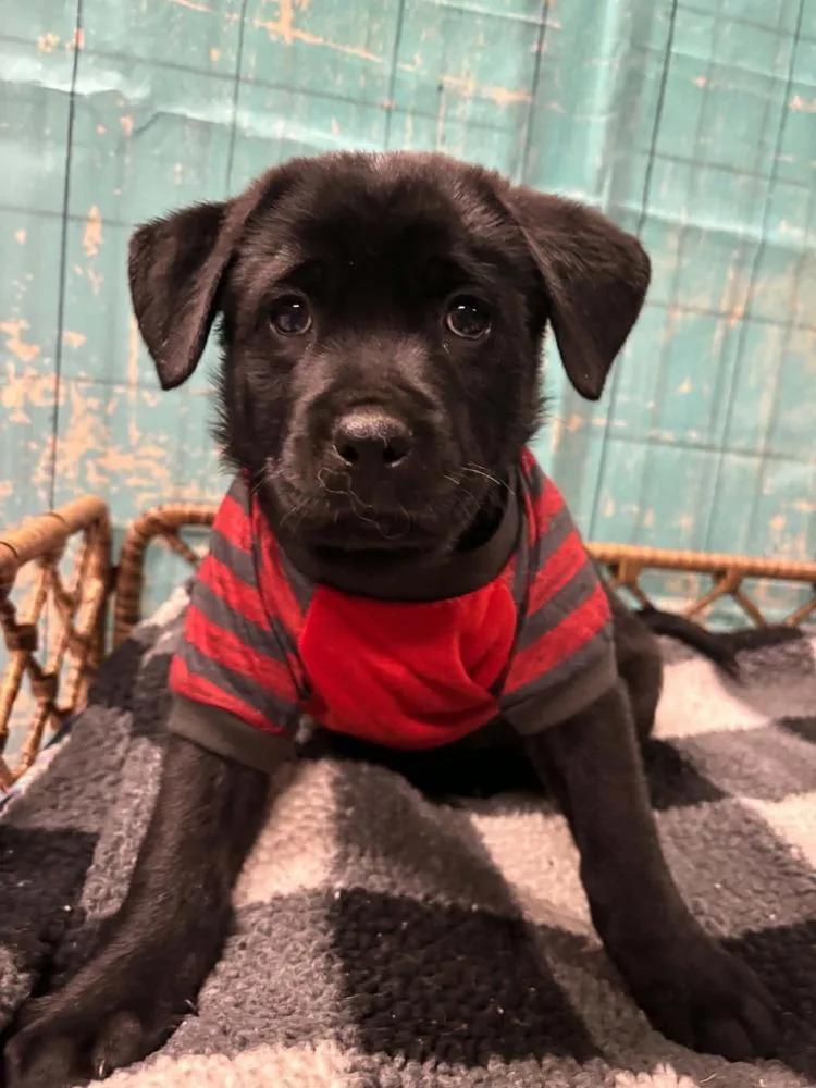 A baby large-sized male Mixed Breed dog named Twix for adoption in Dorr, MI