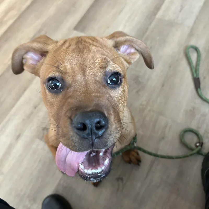 A baby medium-sized female Mixed Breed dog named Brooke for adoption in Bloomfield, CT