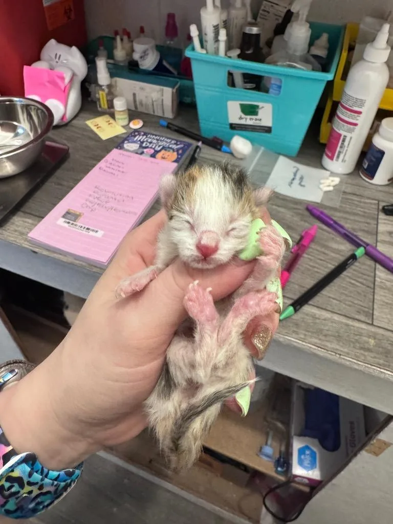A baby medium-sized female Domestic Short Hair cat named Rainbow for adoption in Johnson City, TN
