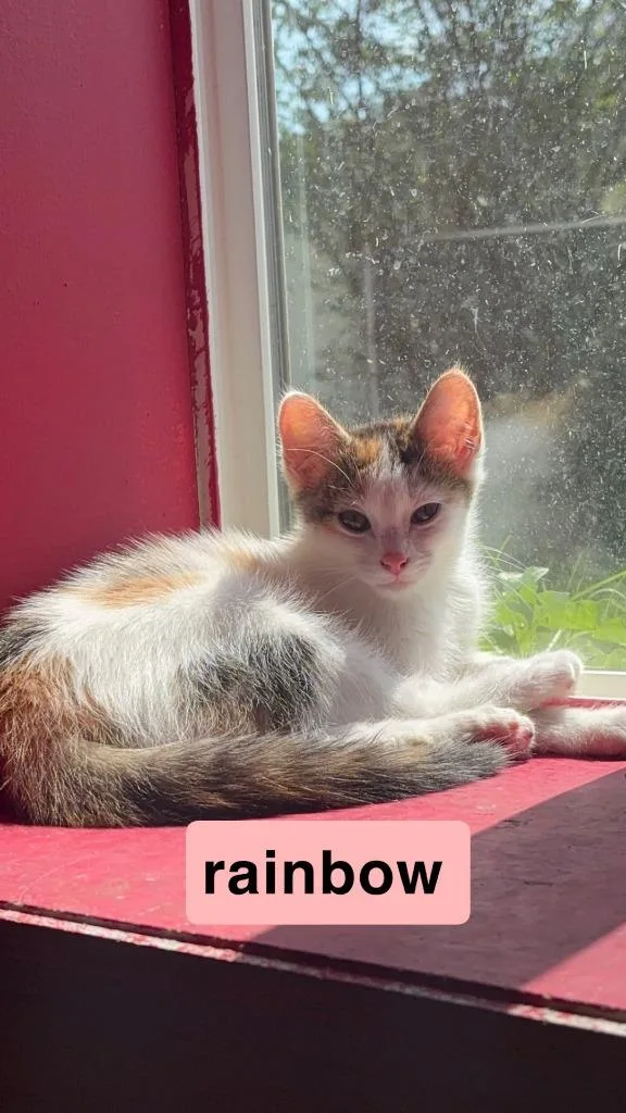 Rainbow thumbnail 2