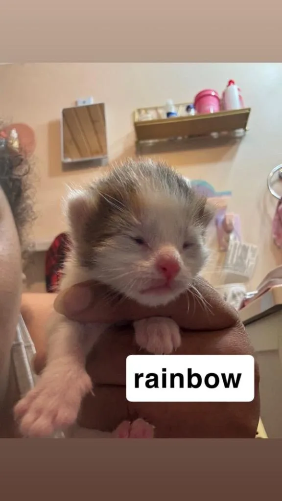 Rainbow thumbnail 4