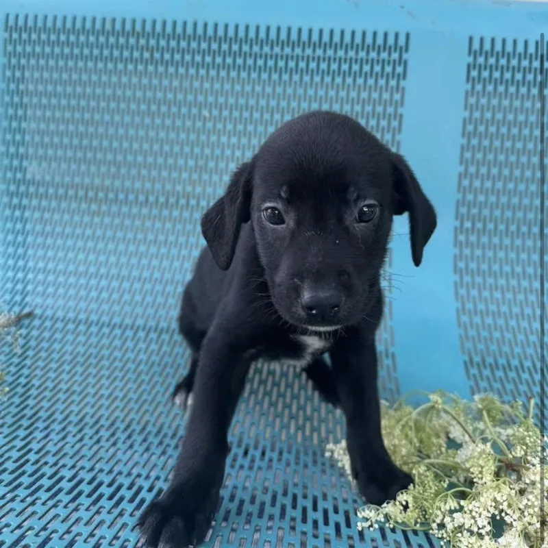 A young medium-sized female Black Labrador Retriever dog named River for adoption in Vicksburg, MS