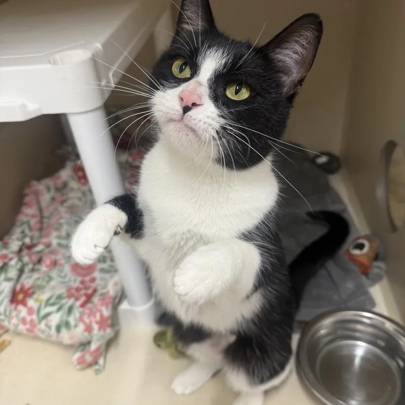 An adult medium-sized female Black Domestic Short Hair cat named Zaza for adoption in Colorado Springs, CO