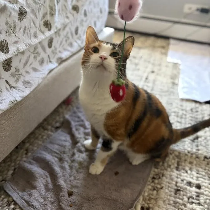 A senior large-sized female Domestic Short Hair cat named Coco for adoption in Oak Park, IL