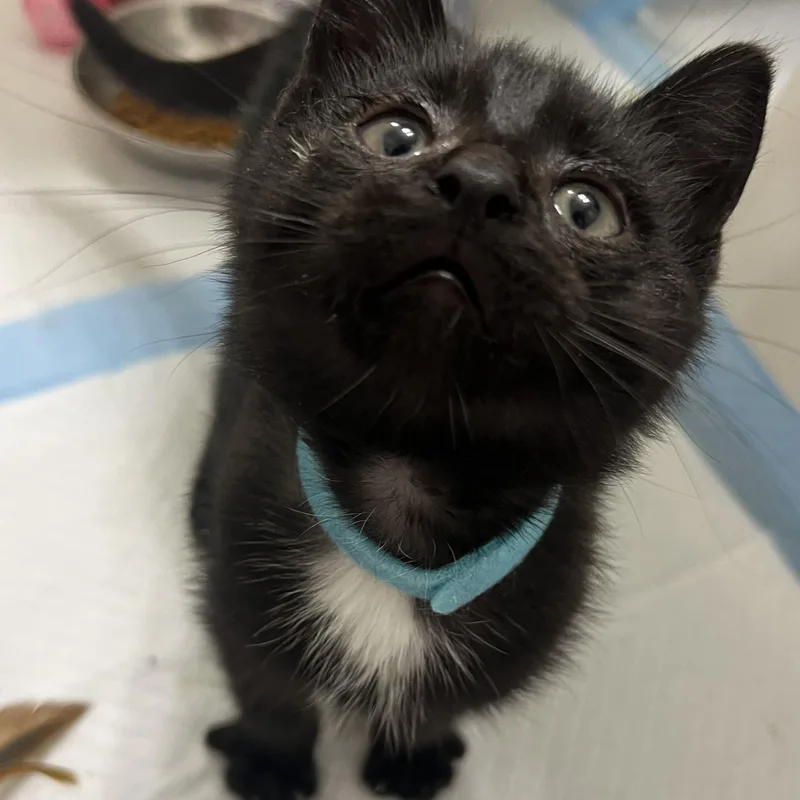 A baby medium-sized male Black & White / Tuxedo Domestic Short Hair cat named Rutabaga for adoption in Toledo, OH