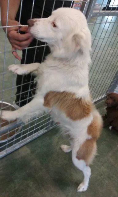 A senior large-sized female Australian Shepherd dog named Ronen for adoption in Big Spring, TX