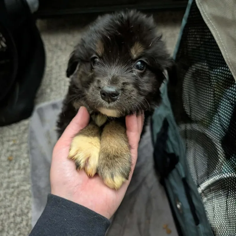 Toby
