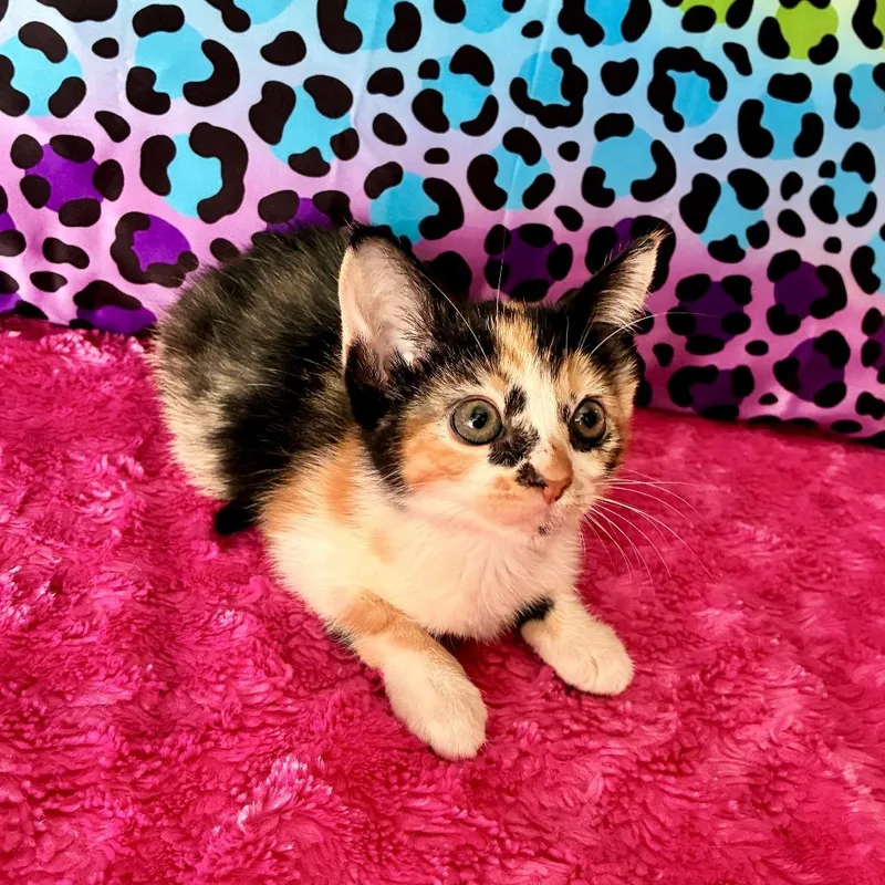 A baby small-sized female White Domestic Short Hair cat named Oberlin for adoption in Austin, TX