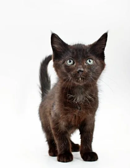 A baby small-sized male Domestic Short Hair cat named Ferb for adoption in Morton Grove, IL