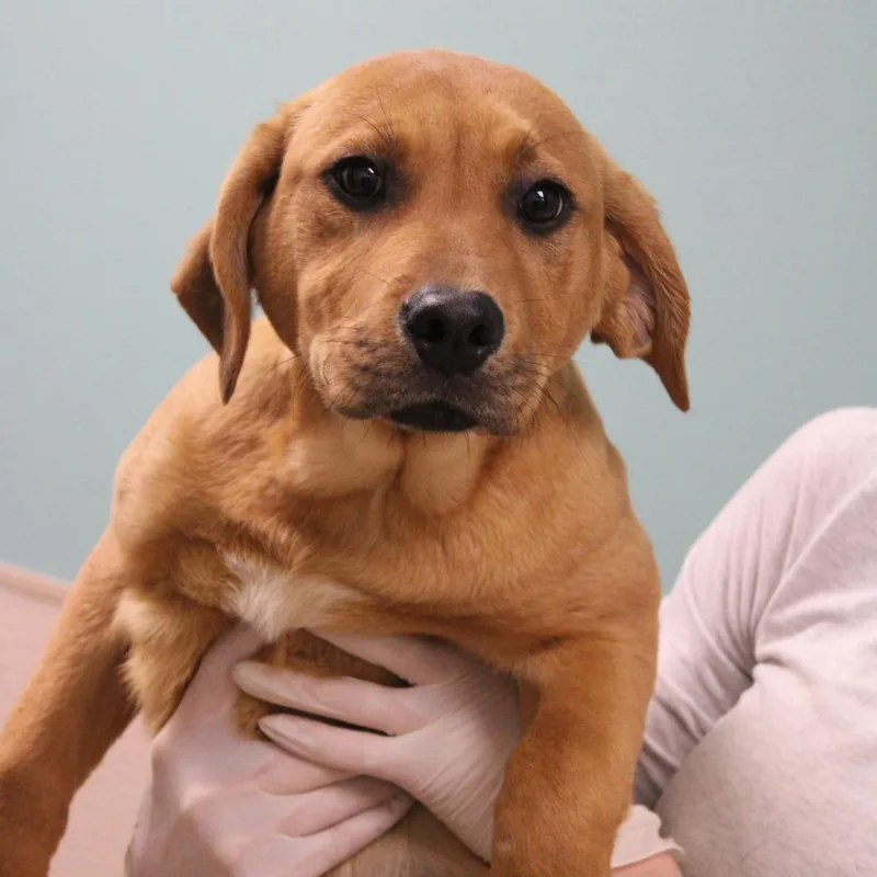 Lemon Juice thumbnail 2