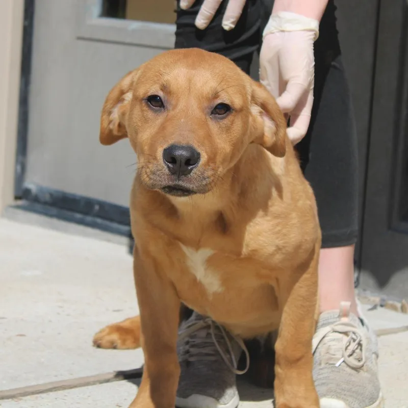 Lemon Juice thumbnail 3