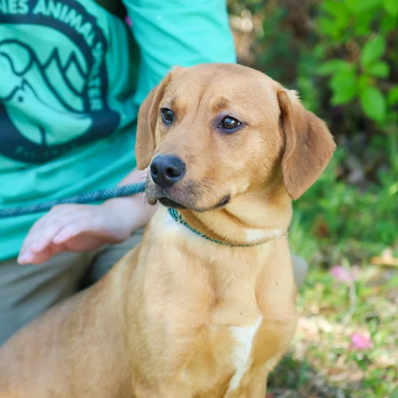 Lemon Juice thumbnail 4