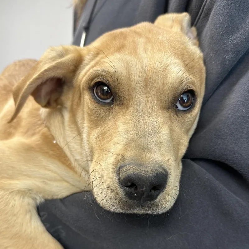 Lemon Juice thumbnail 5