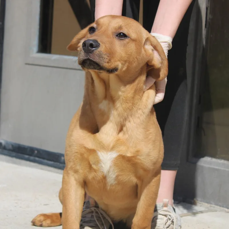 Lemon Juice thumbnail 6