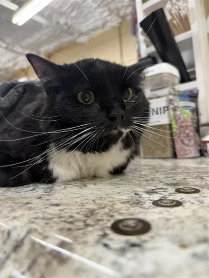 An adult small-sized female Domestic Short Hair cat named Uni for adoption in Largo, FL