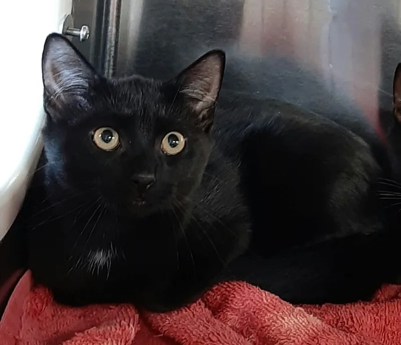 A baby medium-sized male Black Domestic Short Hair cat named Hot Chocolate for adoption in Georgetown, OH