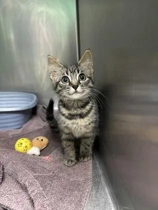 A baby small-sized female Domestic Short Hair cat named Slap Ya Mama for adoption in Paducah, KY