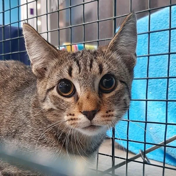 Bridgestone  Bonded With