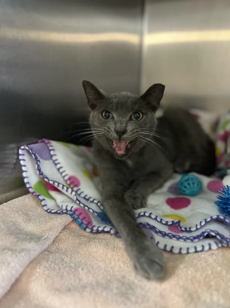 A senior medium-sized male Gray / Blue / Silver Domestic Short Hair cat named Church for adoption in Myerstown, PA