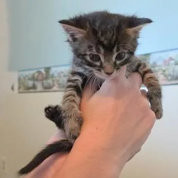 A baby small-sized male Black Domestic Short Hair cat named Willow for adoption in FAIRWAY, KS