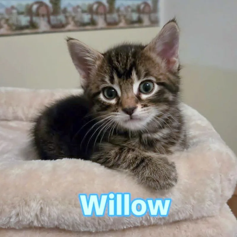 Willow thumbnail 2