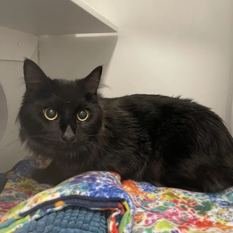 An adult large-sized male Domestic Medium Hair cat named Salem for adoption in Los Angeles, CA