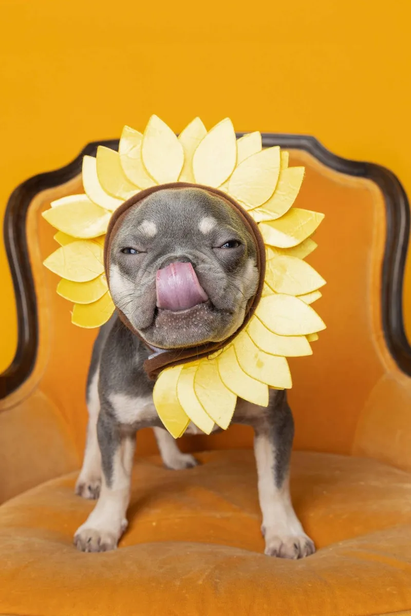 A baby small-sized male French Bulldog dog named Finnegan for adoption in Blaine, MN