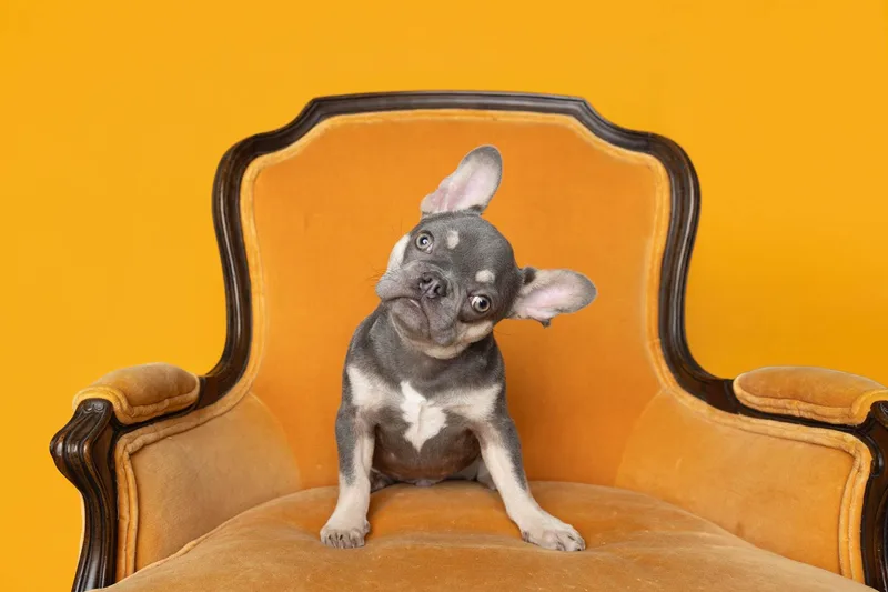 Finnegan thumbnail 3