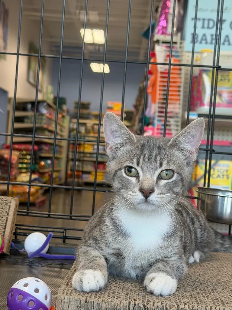 A baby medium-sized male Domestic Short Hair cat named Dusty for adoption in Fort Oglethorpe, GA