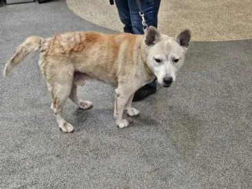 An adult large-sized male Akita dog named Ruffio for adoption in Los Angeles, CA