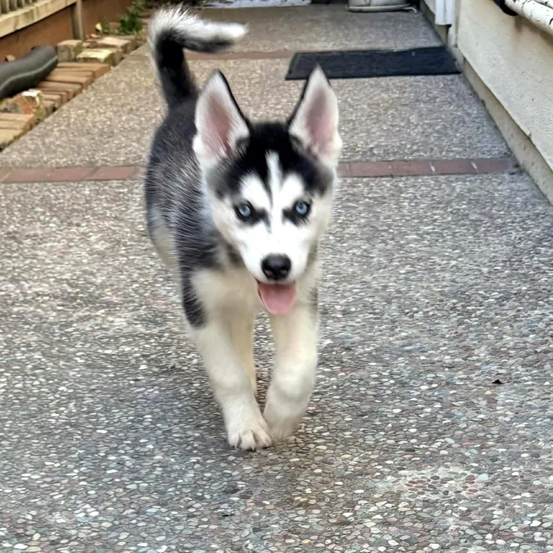 A baby medium-sized male White / Cream Siberian Husky dog named Feta for adoption in San Francisco, CA